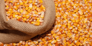 На Черкащині через службову недбалість ексдиректора держпідприємства було втрачено зерно на майже 6 мільйонів