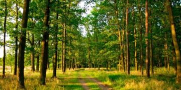 На Черкащині державі повернули 1,2 га незаконно вилучених земель лісового фонду