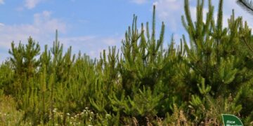 На Черкащині рятують самосійні та нічийні ліси