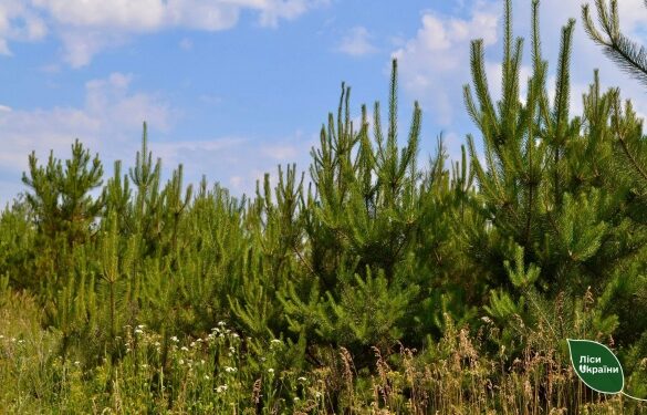 На Черкащині рятують самосійні та нічийні ліси