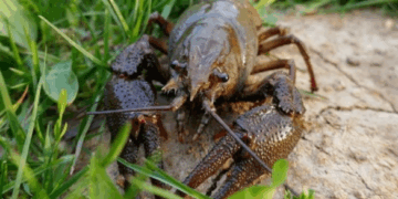 На Черкащині дозволили лов раків