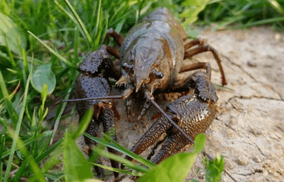 На Черкащині дозволили лов раків