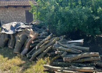 На Миколаївщині прокуратура викрила ”чорних” лісорубів :: Інтент :: Суспільно-політичне видання:: Регіональна мережа якісної журналістики