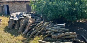 На Миколаївщині прокуратура викрила ”чорних” лісорубів :: Інтент :: Суспільно-політичне видання:: Регіональна мережа якісної журналістики