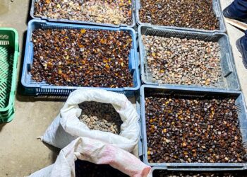 На Рівненщині трьом чоловікам, які організували незаконний бурштиновий бізнес, повідомлено про підозру