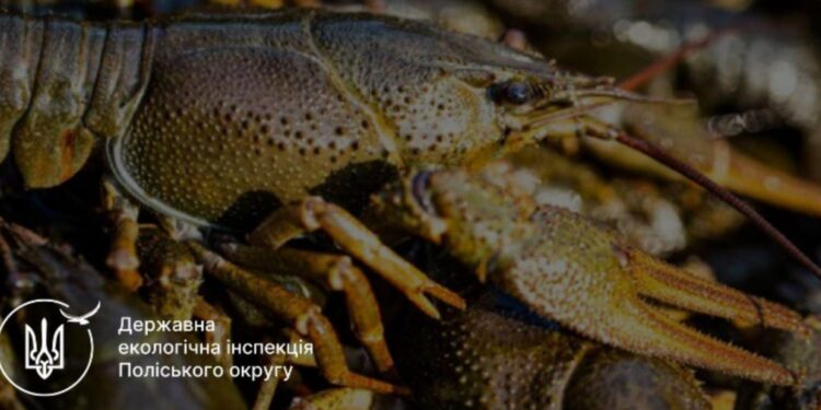 На Житомирщині дозволено ловити раків: правила та обмеження | Журнал Житомира