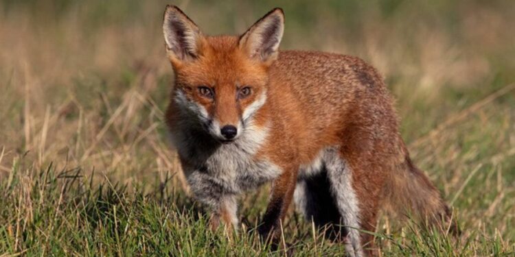 На Житомирщині стартувала осіння кампанія з імунізації диких тварин проти сказу | Журнал Житомира