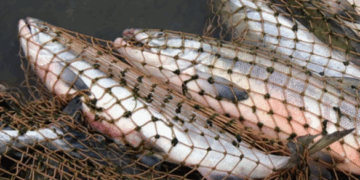 Понад 1,7 млн грн збитків завдали браконьєри під час вилову риби на Черкащині за місяць