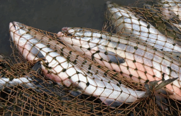 Понад 1,7 млн грн збитків завдали браконьєри під час вилову риби на Черкащині за місяць