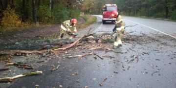 Рятувальники ДСНС прибирали повалені дерева, які перекрили рух автотранспорту | Журнал Житомира