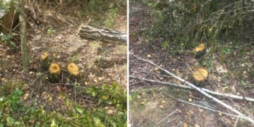 Самовільно зрубали 14 берез у Черняхівській громаді: у порушників вимагають сплатити збитки | Журнал Житомира