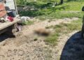 Стріляв у сусідського собаку з пневмогвинтівки: підозрюваний вважає, що пес їв його птицю | Журнал Житомира