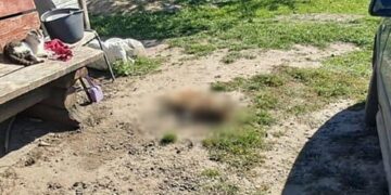 Стріляв у сусідського собаку з пневмогвинтівки: підозрюваний вважає, що пес їв його птицю | Журнал Житомира