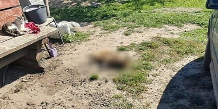 Стріляв у сусідського собаку з пневмогвинтівки: підозрюваний вважає, що пес їв його птицю | Журнал Житомира