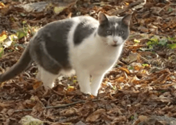 У Рівному волонтери встановили утеплений будиночок для бездомних котів (ВІДЕО)