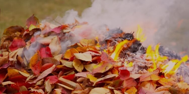 У Заводському районі Запоріжжя чоловік спалював листя — отримав адмінпротокол | Новости Запорожья