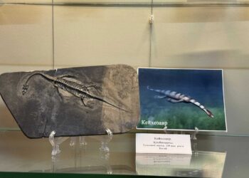 Від динозаврів до метеоритів: у Рівному відкрили виставку «Давній світ. Подорож у минуле»