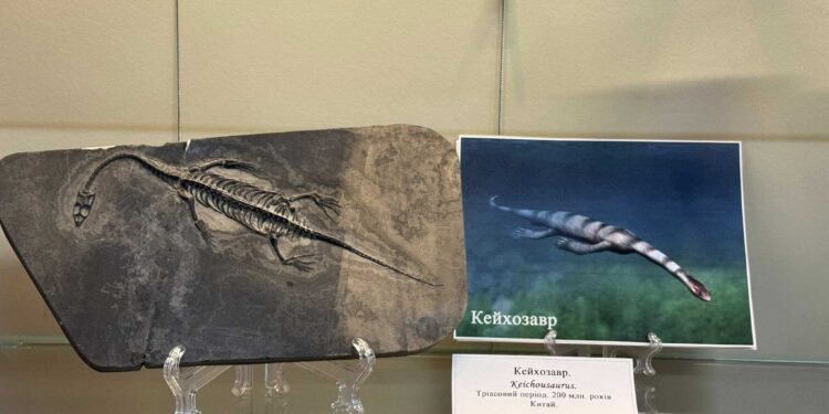Від динозаврів до метеоритів: у Рівному відкрили виставку «Давній світ. Подорож у минуле»