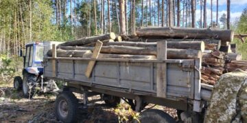 За 4 сосни штраф у понад 23 тисячі гривень: на Малинщині виявили незаконну вирубку | Журнал Житомира