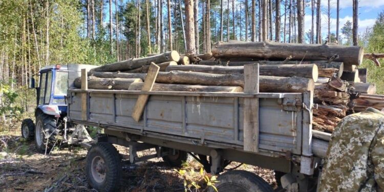 За 4 сосни штраф у понад 23 тисячі гривень: на Малинщині виявили незаконну вирубку | Журнал Житомира