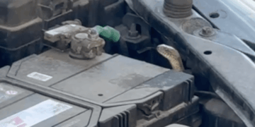 Змія під капотом: рятувальники Дніпра дістали плазуна з авто | |