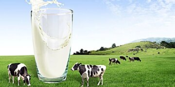 В Україні прогнозують скорочення виробництва молока – ЭКОНОМИКА