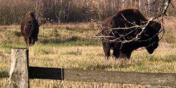 Два зубри підійшли до будинків людей у селі Червоні Хатки Романівської громади на Житомирщині | Журнал Житомира