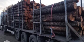 Дві вантажівки з деревиною та неналежними документами виявили патрульні на Житомирщині | Журнал Житомира