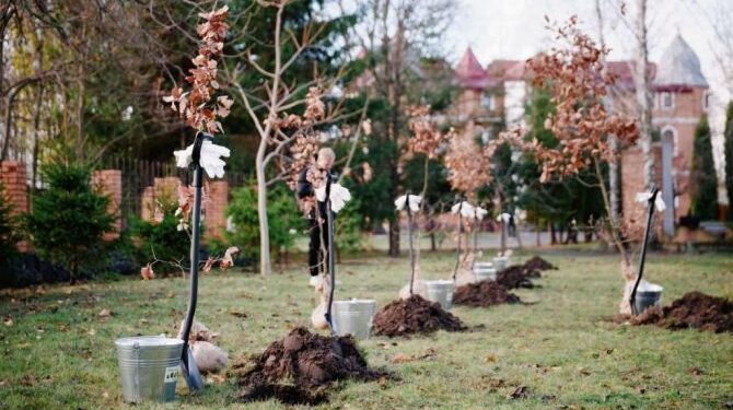 Екопроєкт: на Черкащині висадили понад 30 мільйонів дерев — Новини Черкащіни