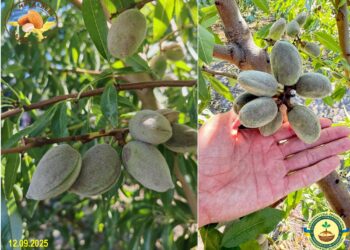 Український розсадник отримав перший врожай іспанських сортів мигдалю вже через два роки – ЭКОНОМИКА