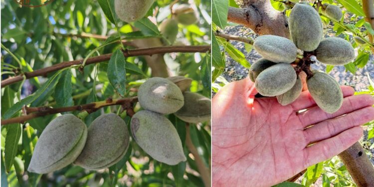 Український розсадник отримав перший врожай іспанських сортів мигдалю вже через два роки – ЭКОНОМИКА