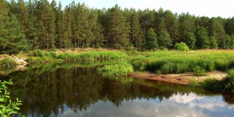 Майже сотня водних об’єктів та заказник «Базарські в’язи» без встановлених санітарних зон: справу розглядав суд | Журнал Житомира