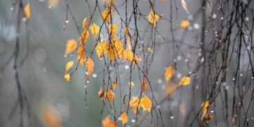 Менше опадів і тумани: який прогноз на кінець осені для Черкащини