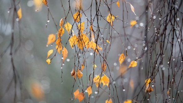 Менше опадів і тумани: який прогноз на кінець осені для Черкащини