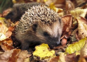 На Черкащині зафіксували рекордну температуру за 75 років спостережень