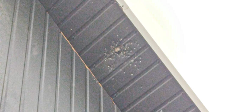 На Рівненщині чоловік приревнував співмешканку та ледь не застрелив її з рушниці