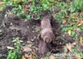 На Шепетівщині виявили ще одну авіабомбу —Хмельнитчина