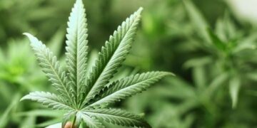 На Уманщині чоловік торгував канабісом