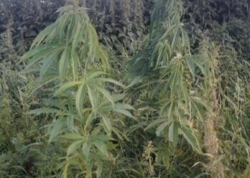 На Вишгородщині поліцейські викрили чоловіка за незаконне вирощування конопель та виготовлення канабісу: яке покарання