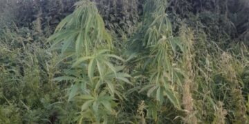 На Вишгородщині поліцейські викрили чоловіка за незаконне вирощування конопель та виготовлення канабісу: яке покарання