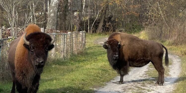 Пару зубрів, котрі підійшли до села, екологи перегнали до вольєра Баранівського надлісництва: як тварин заманили за 27 кілометрів | Журнал Житомира