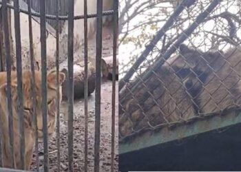 Прокуратура почала провадження щодо Одеського зоопарка :: Інтент :: Суспільно-політичне видання:: Регіональна мережа якісної журналістики