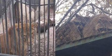 Прокуратура почала провадження щодо Одеського зоопарка :: Інтент :: Суспільно-політичне видання:: Регіональна мережа якісної журналістики