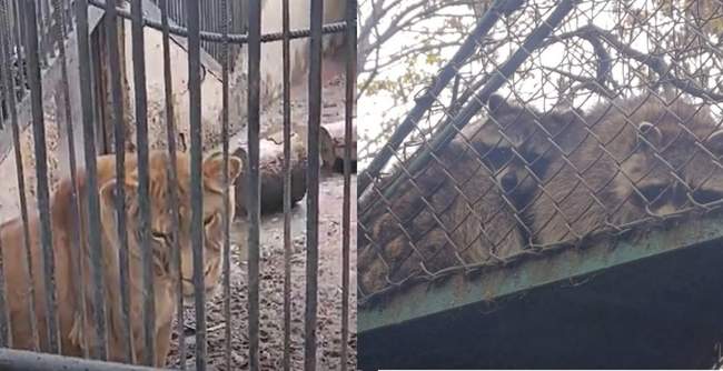 Прокуратура почала провадження щодо Одеського зоопарка :: Інтент :: Суспільно-політичне видання:: Регіональна мережа якісної журналістики