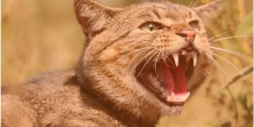 Скажений кіт у Романівській громаді: постраждала жінка та ще четверо людей отримують щеплення | Журнал Житомира