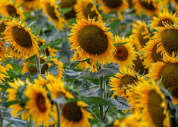 Соняшник в Україні дешевшає через падіння світових цін на олію – Экономика