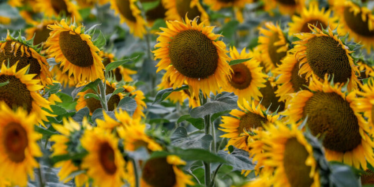 Соняшник в Україні дешевшає через падіння світових цін на олію – Экономика