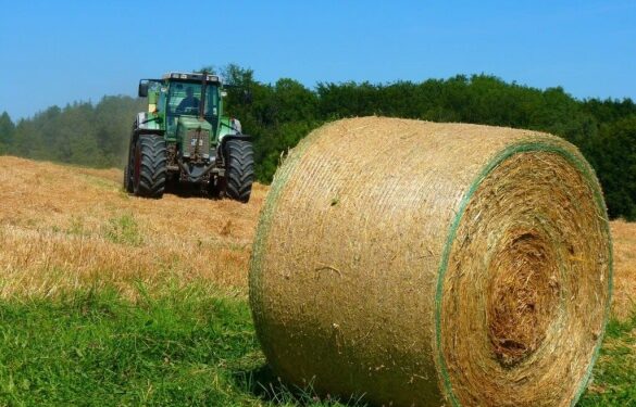 Суд повернув громаді 75 гектарів: на Черкащині викрили схему незаконного отримання землі