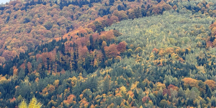 Судові баталії за ліси Прикарпаття: битва за землю, гроші й вплив після децентралізації