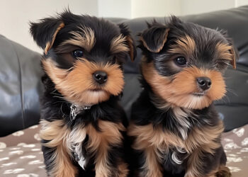 У Запоріжжі шахрай ошукав жінку на понад 100 тисяч гривень – вона хотіла купити цуценя | Новости Запорожья